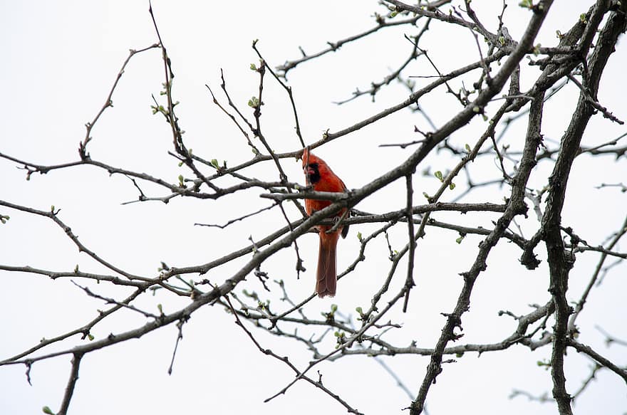 cardinale, uccello, ramo, natura, rosso
