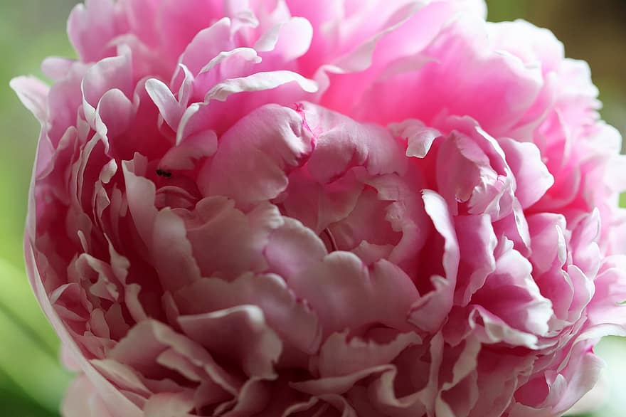 пион, цветок, розовый цветок, лепестки, розовые лепестки, цвести, цветение, завод, природа, цветение пиона, Флора