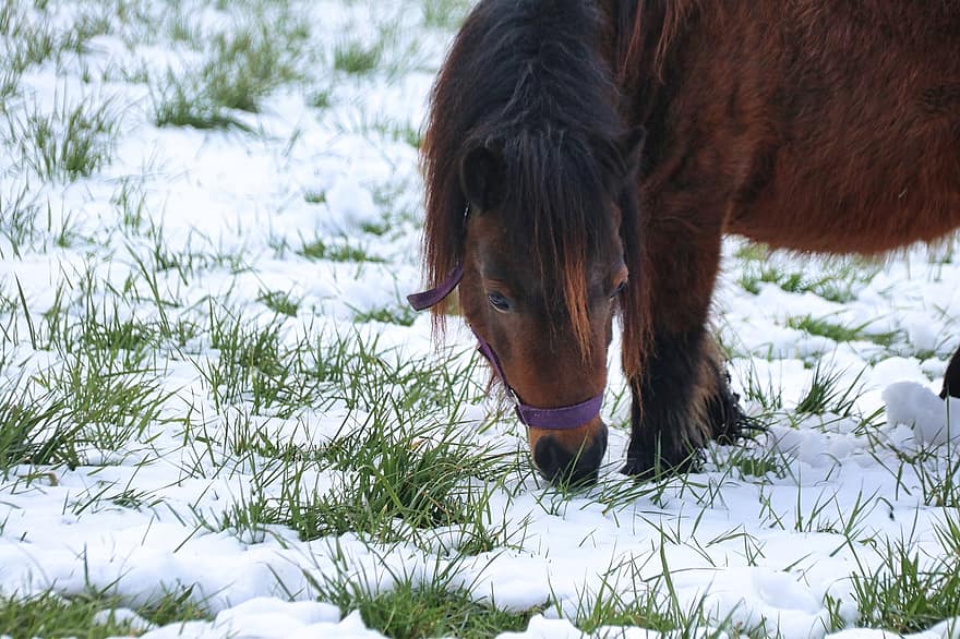 Horse, Animal, Equine, Winter, Snow, Equestrian, Brown Horse, Wildlife, farm, rural scene, grass