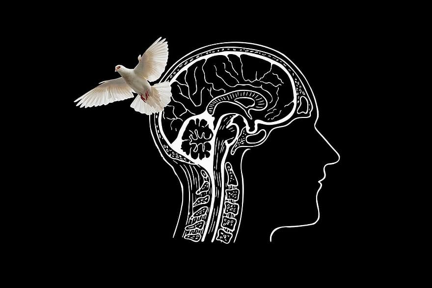 cái đầu, óc, chim bồ câu, ánh sáng, suy nghĩ, tâm lý học, tinh thần, hiểu biết, đầu lâu, ý tưởng, thần kinh học