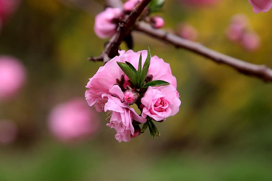 bunga prem, bunga-bunga merah muda, bunga-bunga, musim semi, pohon plum, berkembang, mekar, flora, botani, alam, merapatkan