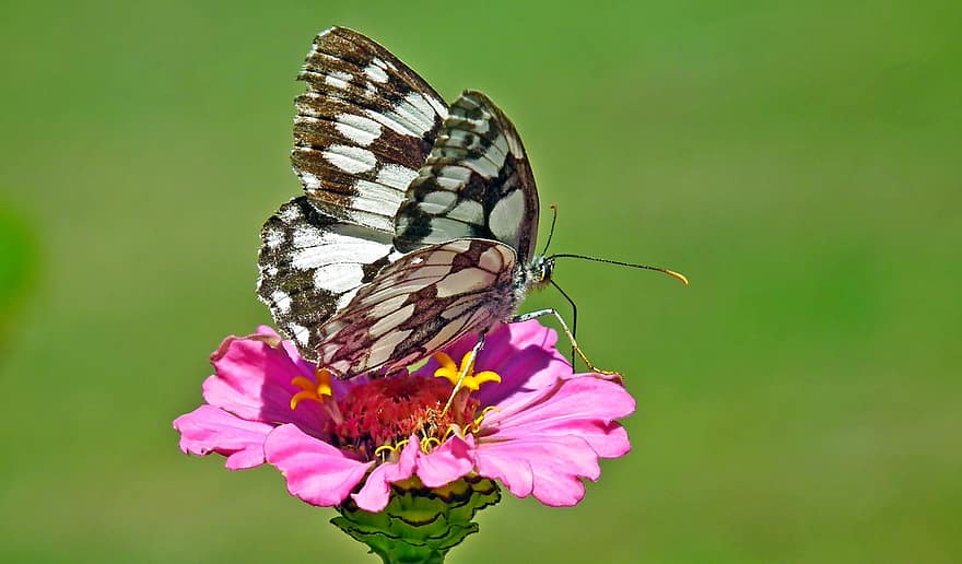 mariposa, insecto, alas, flor, zinnia