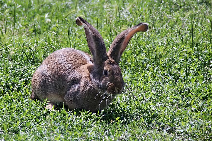 ウサギ、バニー、裏庭、芝生、ベルギーの、哺乳類、動物、草