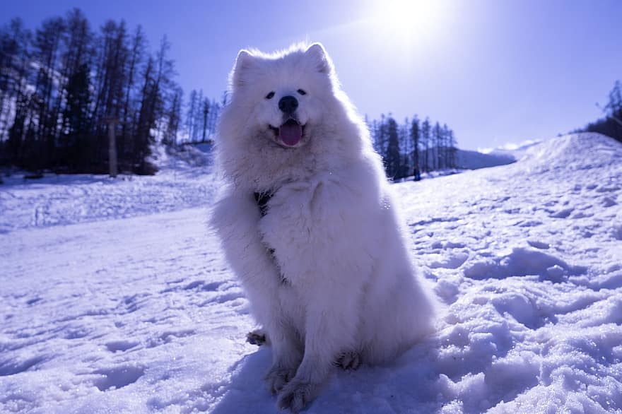samojedinkoira, koira, lemmikki-, lumi, koiran-, eläin, makaava, turkis, kuono, nisäkäs, koiran muotokuva