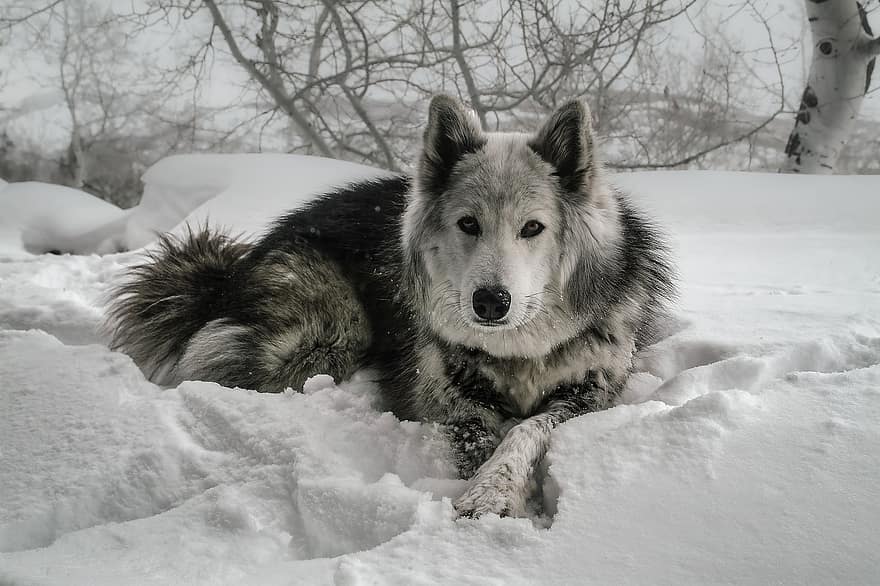 zwierzę, pies, psi, ochrypły, śnieg, zimowy, futro, gatunki