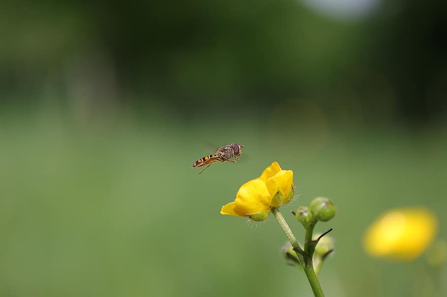 Hover Fly, Buttercup, Pollination, Yellow Flower, Flora, Fauna, Insect, Meadow, Flower, Bloom, Background