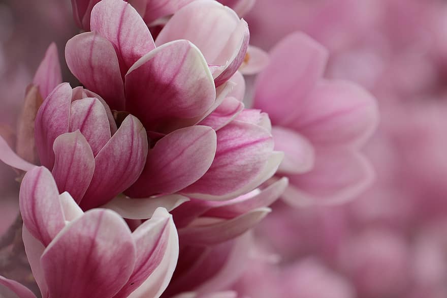 bunga-bunga, magnolia, kelopak, menanam, magnolia blossom, pohon magnolia, kebangkitan musim semi, musim semi