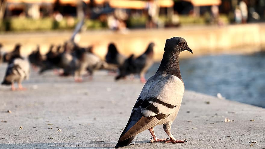 Pigeon, Bird, City, Dove, Animal, Feathers, Plumage, Beak, Park, Urban