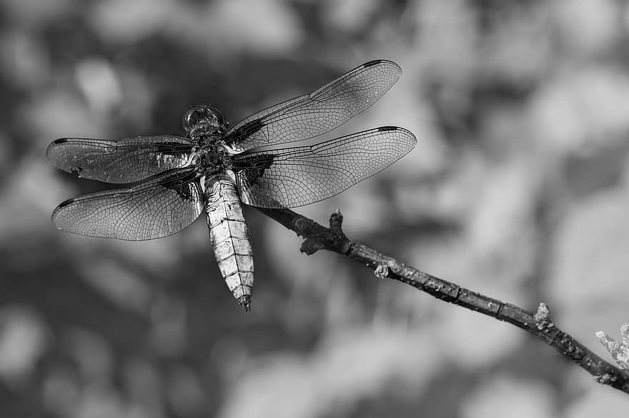 Dragonfly, Four-spotted Chaser, Libellula Quadrimaculata, Dropwing, Sympetrum, Fonscolombii, Insect, Skimmer, Macro, Darter, Water