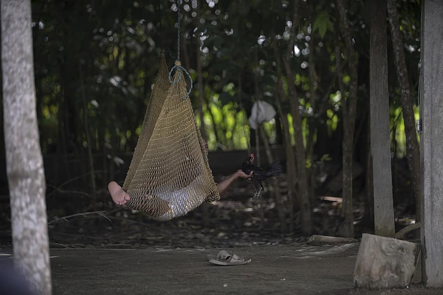 Hammock, Cocoa, Eastern Plains, Fishing, Sucre, Environment, Poverty, Colombia, men, one person, forest