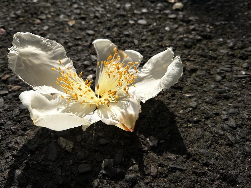 Цвіт Тунг, біла квітка, квітка, флора