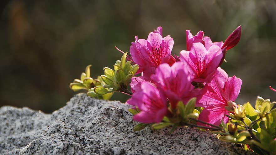 Flower, Azalea, Rock, Pink, close-up, plant, summer, petal, pink color, leaf, flower head