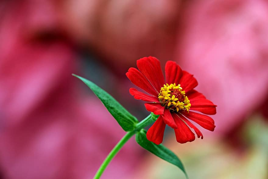 zinnia, rode bloem, bloem, flora, natuur, detailopname, fabriek, zomer, bloemblad, blad, bloemhoofd