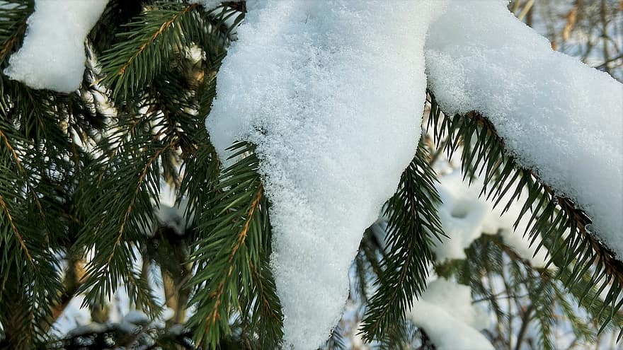 agujas de pino, hojas, nieve, invierno, picea, escarcha, hielo, puntilla, rama, ramita, árbol