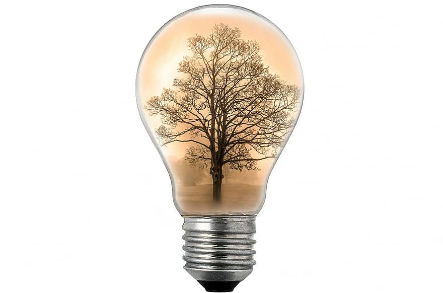 bóng đèn tròn, ánh sáng, trắng, Ý tưởng, sáng, nhiếp ảnh, bóng đèn, điện, cây, sương mù, tiết kiệm