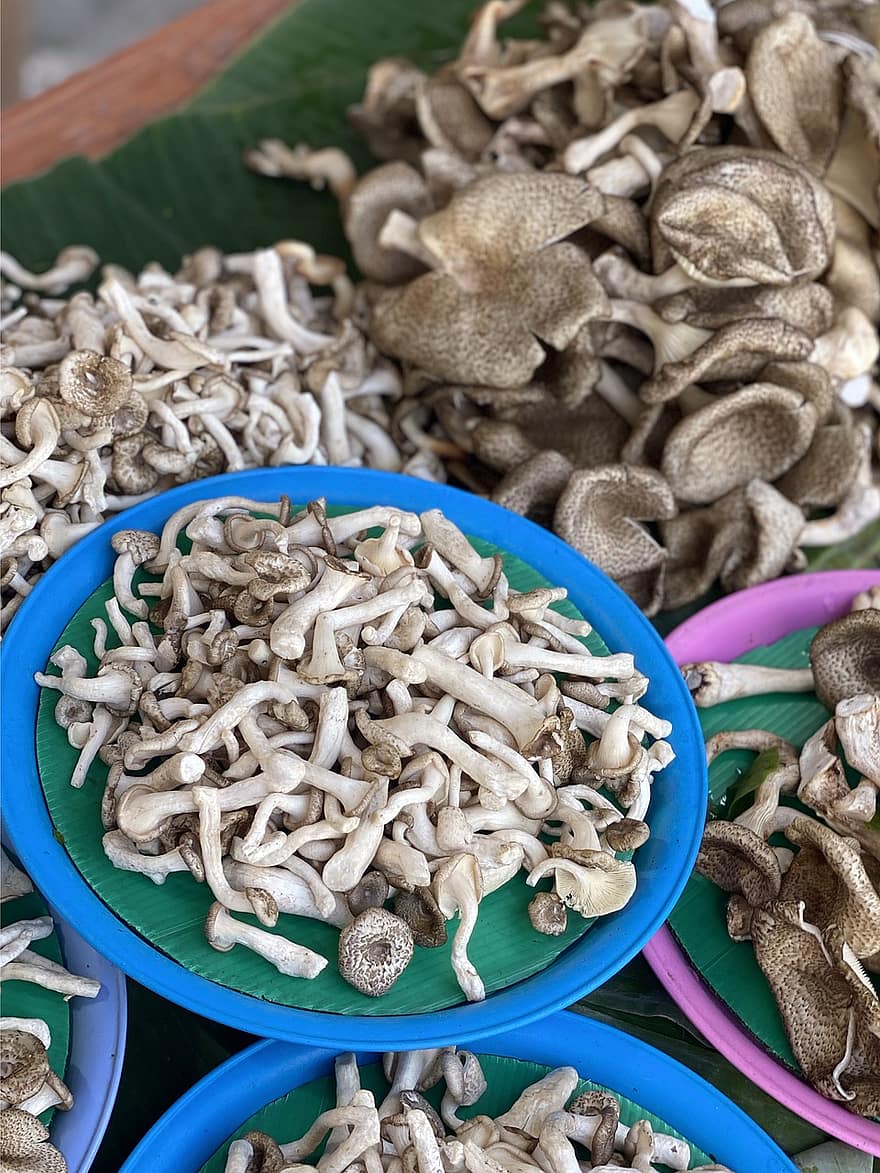 грибы, соломенный гриб, грибок, трава