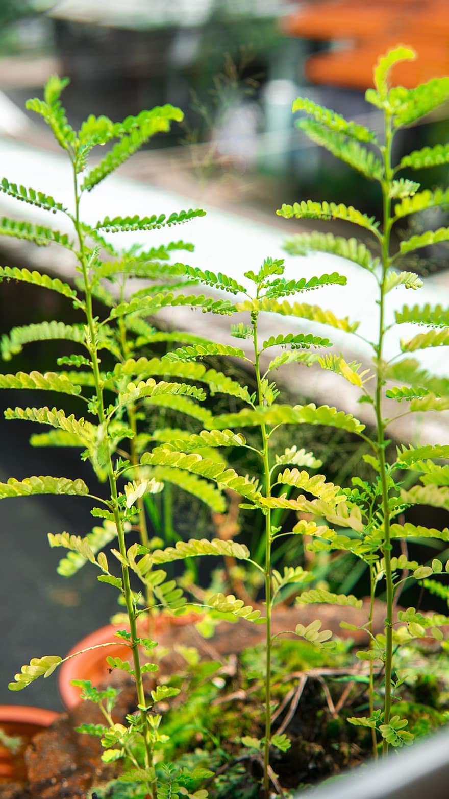 Plant, Leaves, Foliage, Green, Potted Plant, Garden, Nature