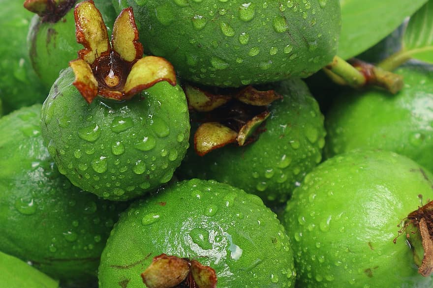 guava, gyümölcsök, élelmiszer, harmatcseppek, aratás, érett, organikus, egészséges, gyárt, friss, zöld