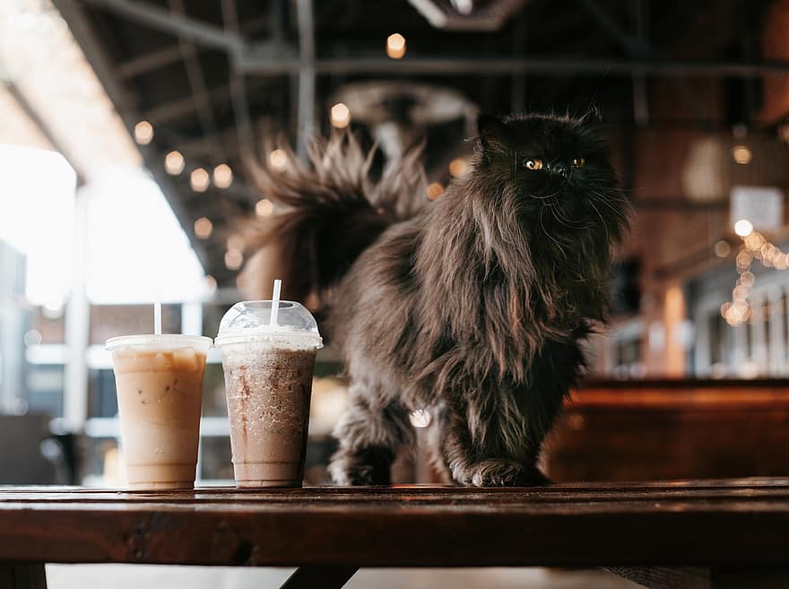 kot, mrożona kawa, kawiarnia, Kot perski, zwierzę domowe, czarny kot, zwierzę, Kot domowy, czystej krwi, koci, ssak