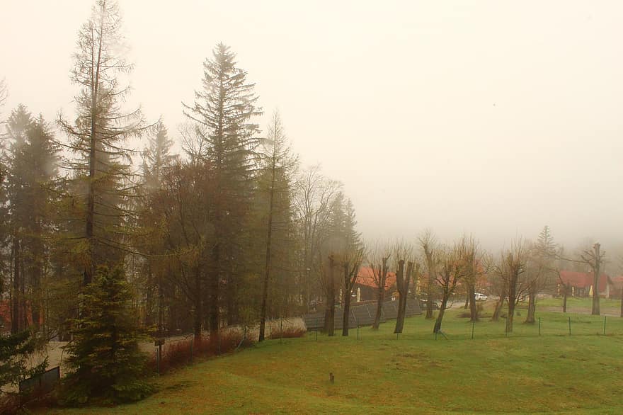 見る、霧、ポーランド、カルパッチ、風景、自然