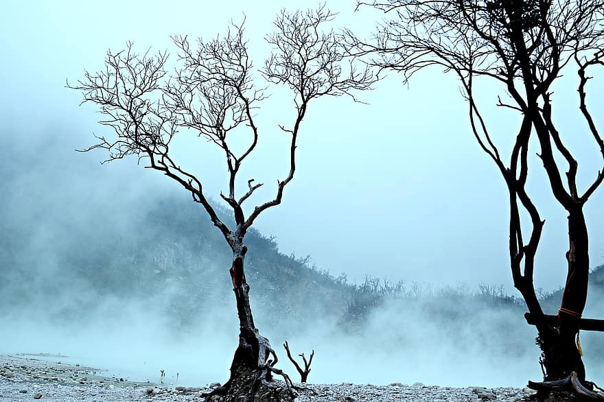 туман, белый кратер, туристический назначения, Западная Ява, дерево, ветка, лес, осень, зима, пейзаж, время года