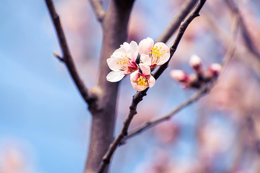 Almond Blossoms, Flowers, Spring, Pink Flowers, Bloom, Blossom, Branch, Tree, Nature, Closeup, Background