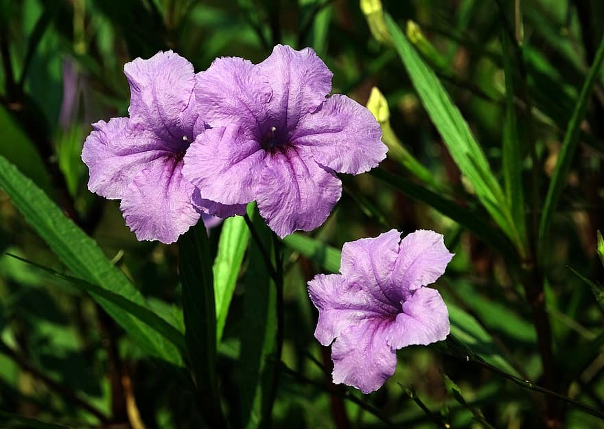 ルイラソウ、フラワーズ、紫色の花、花びら、紫色の花びら、咲く、花、植物、フローラ
