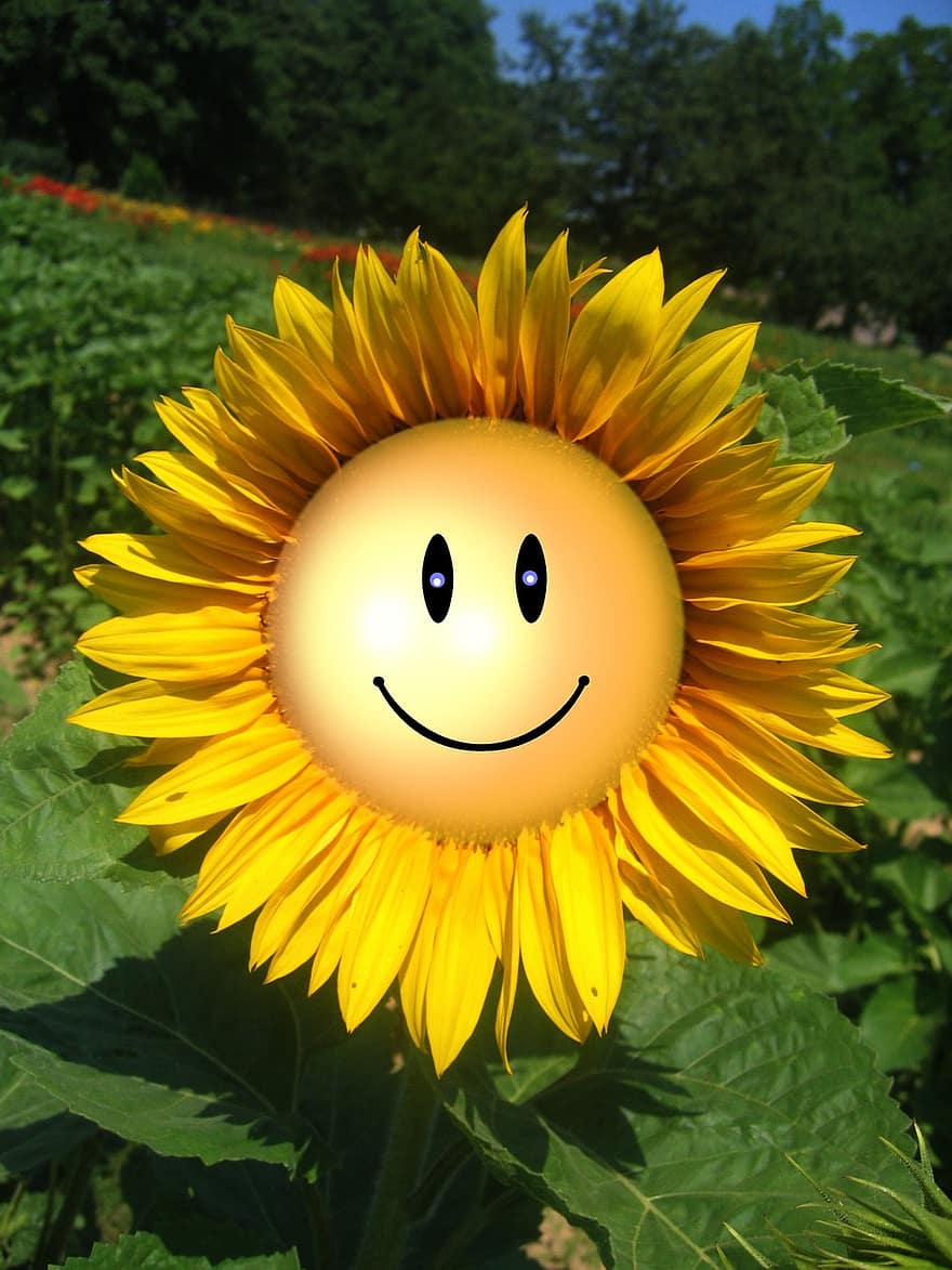 bunga matahari, tersenyum, menghadapi, kartu ucapan, ramah, menyenangkan