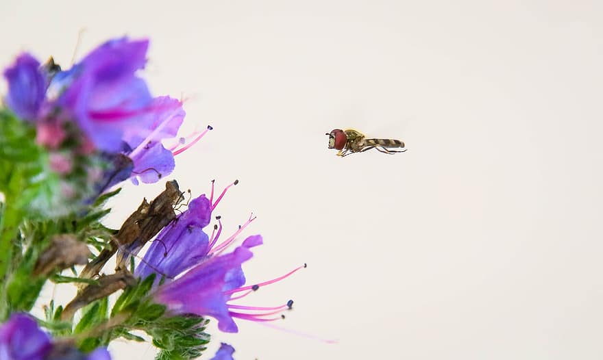 lidojuma laikā, kukaiņi, bite, hoverfly, Lidojamas pidžamas, zieds, barība, lidot, raksturs, violets, ziedputekšņi