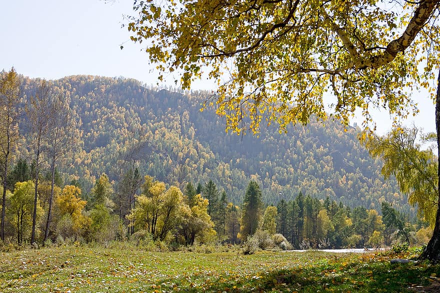 dağlar, ağaçlar, doğa, açık havada, seyahat, keşif, kırsal, sonbahar, sezon, Sarı, ağaç