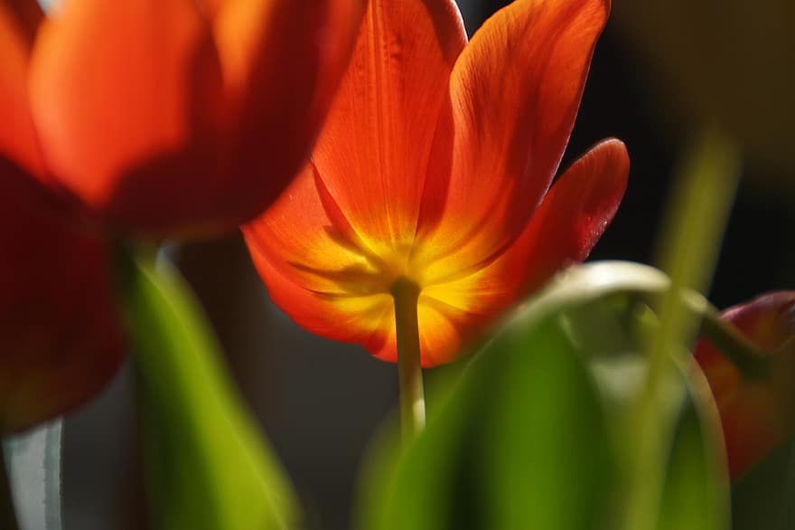 tulpė, gėlė, augalų, oranžinis tulpė, oranžinė gėlė, žiedlapių, žydi, pobūdį, makro