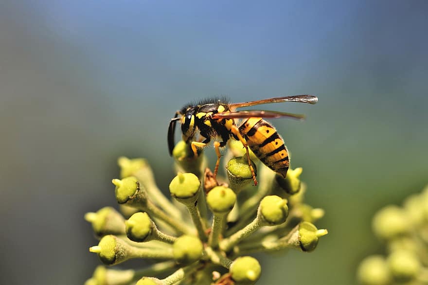 Wasp, Insect, Entomology, Macro, Nature, Animal, Animal World, Macro Photography, Close Up