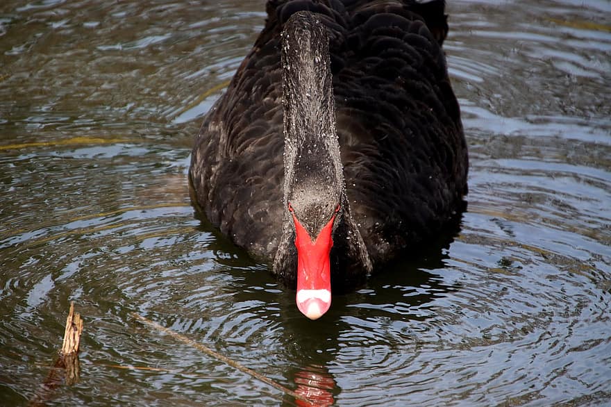 Black Swan, Swan, Bird, Animal, Waterfowl, Water Bird, Aquatic Bird, Plumage, Beak, Lake, Pond