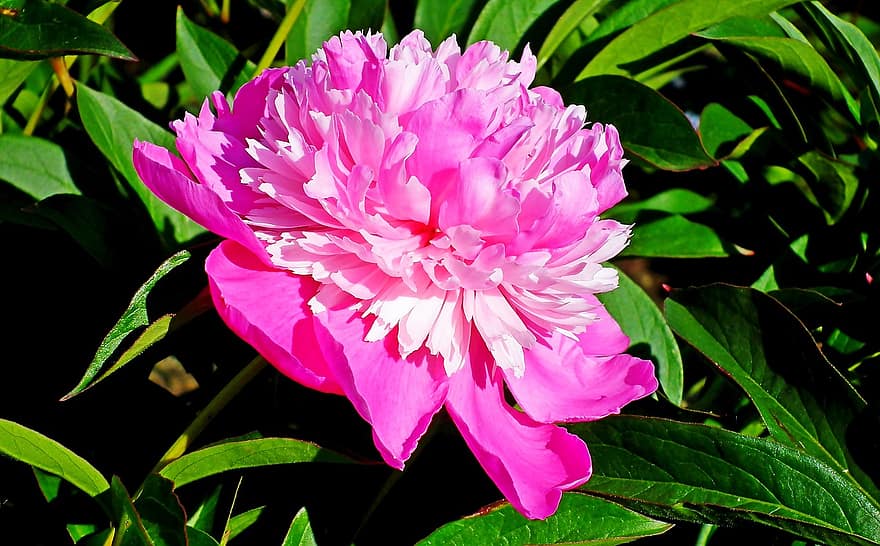 пион, цветок, розовый цветок, лепестки, розовые лепестки, цветение, цвести, Флора, завод, сад, лист