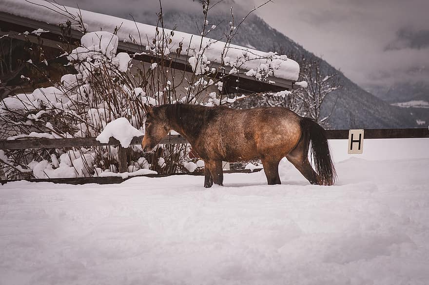 kůň, poník, sníh, zimní, výtok, zvíře, savec