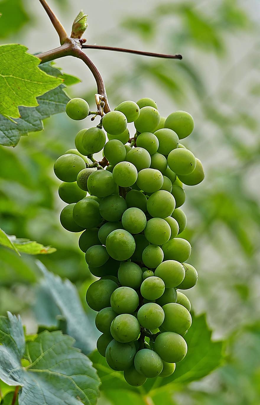 les raisins, fruit, panicule, vigne, viticulture, surgir, du vin