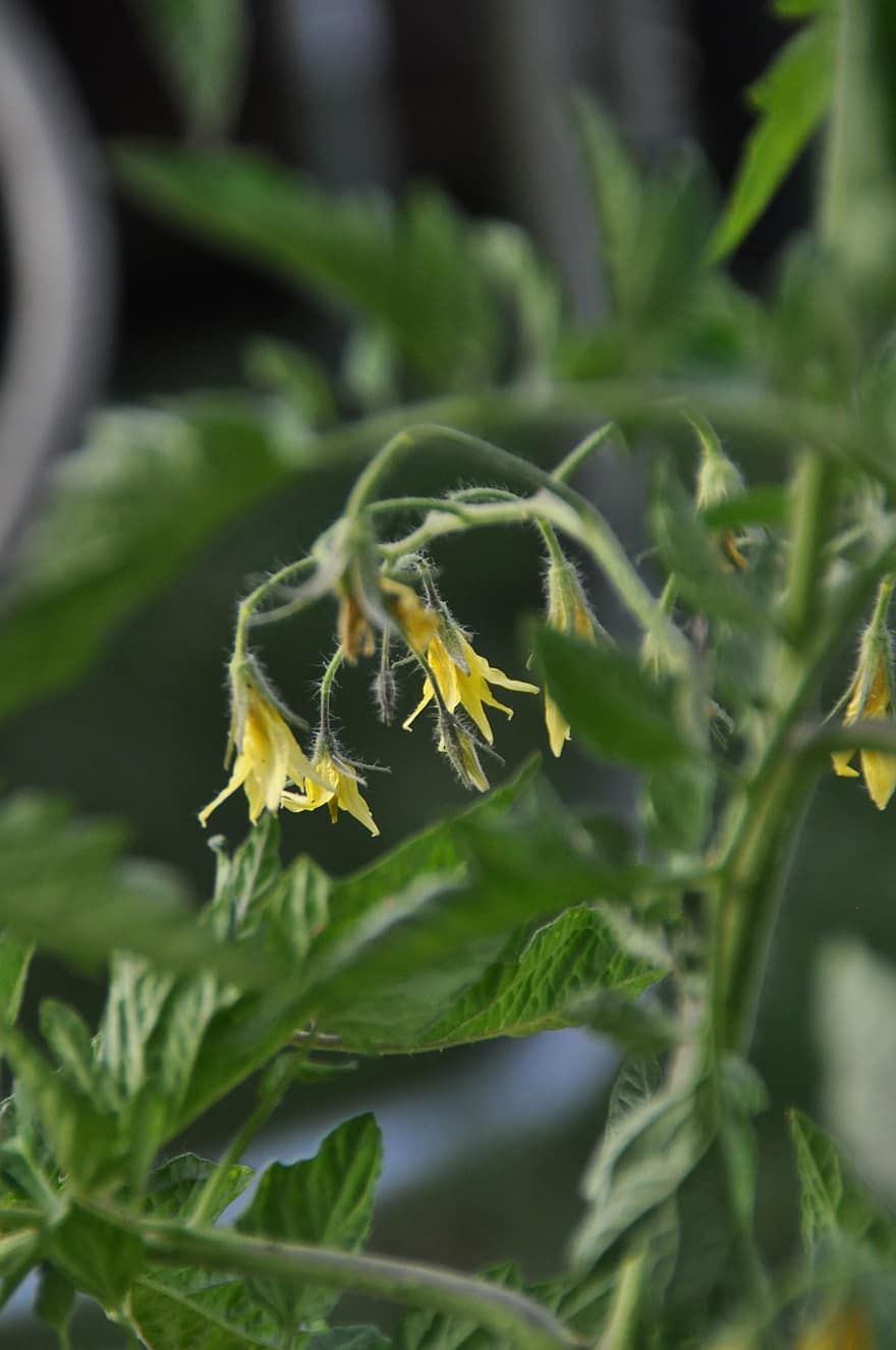 Tomatoes, Withered Tomatoes, Yellow, Flowering Of Tomatoes, Bud, Plant, Blossom, Bloom
