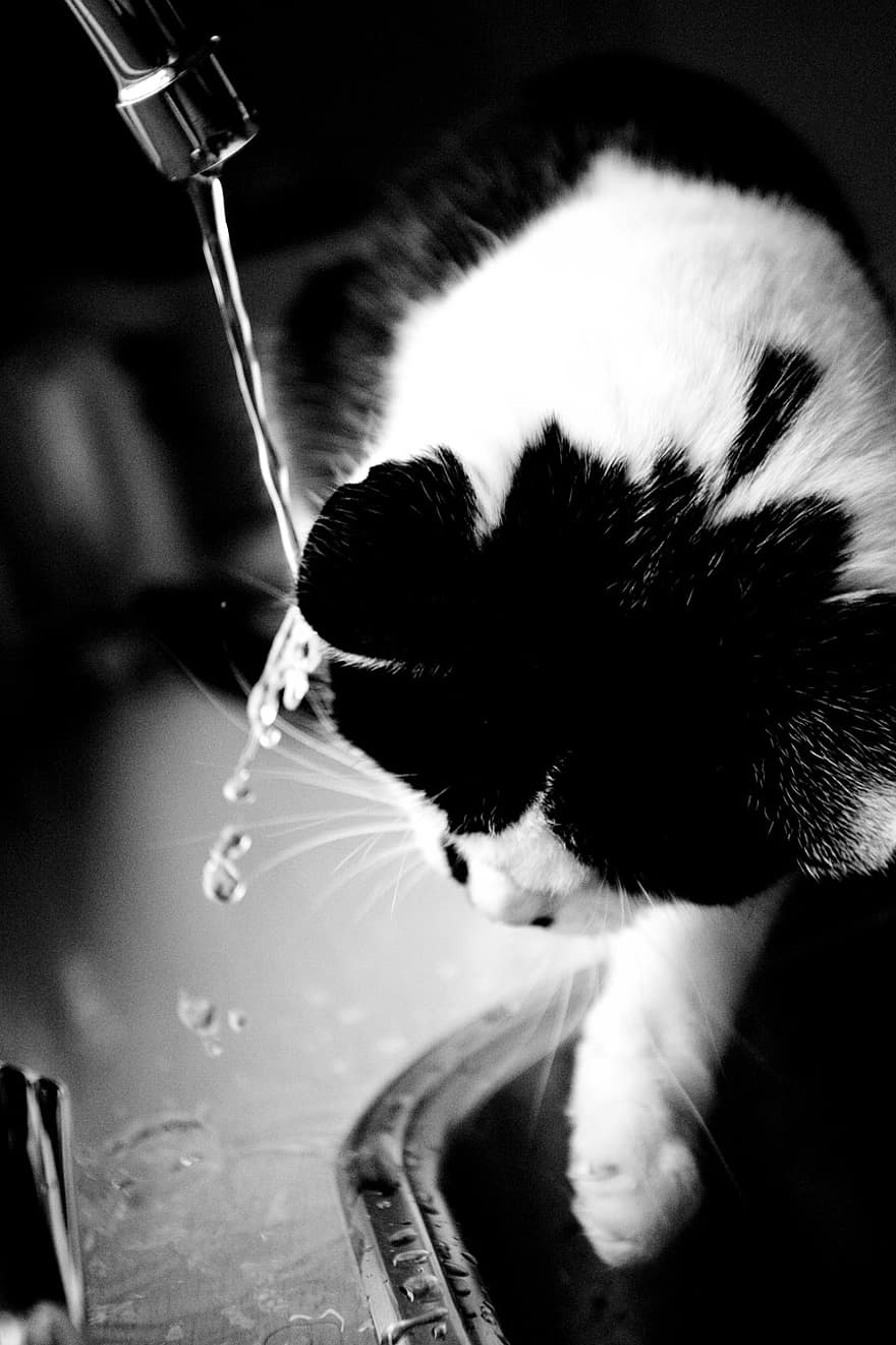 vatten, katter, katt, sällskapsdjur, djur-, husdjur, tamkatt, söt, närbild, kattunge, kattdjur