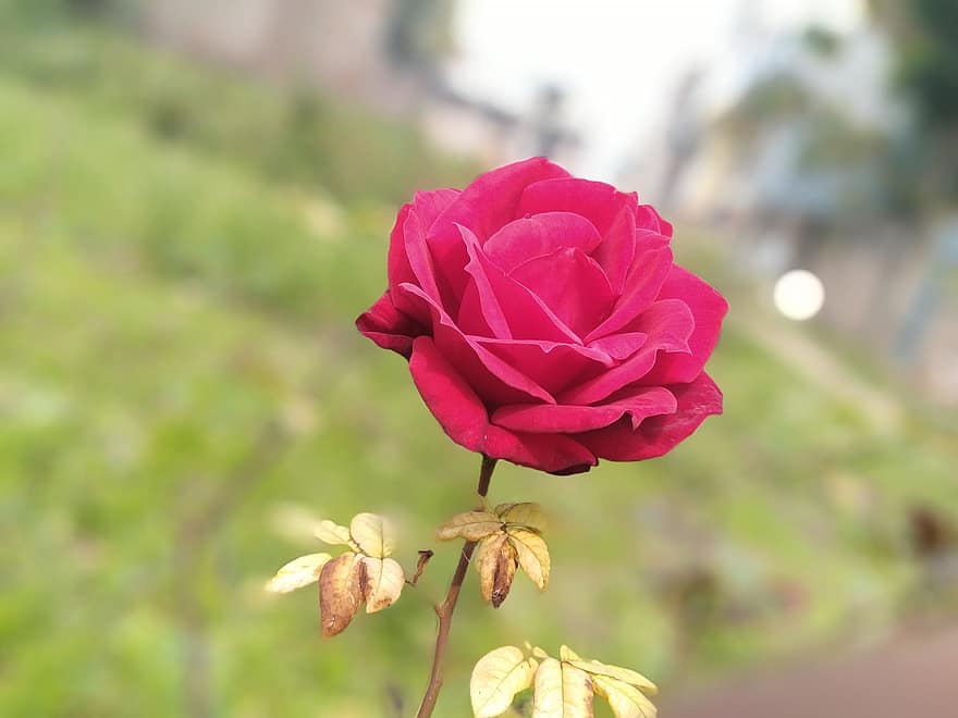 Rose, Flower, Plant, Red Rose, Red Flower, Bloom, Leaves, leaf, close-up, petal, summer