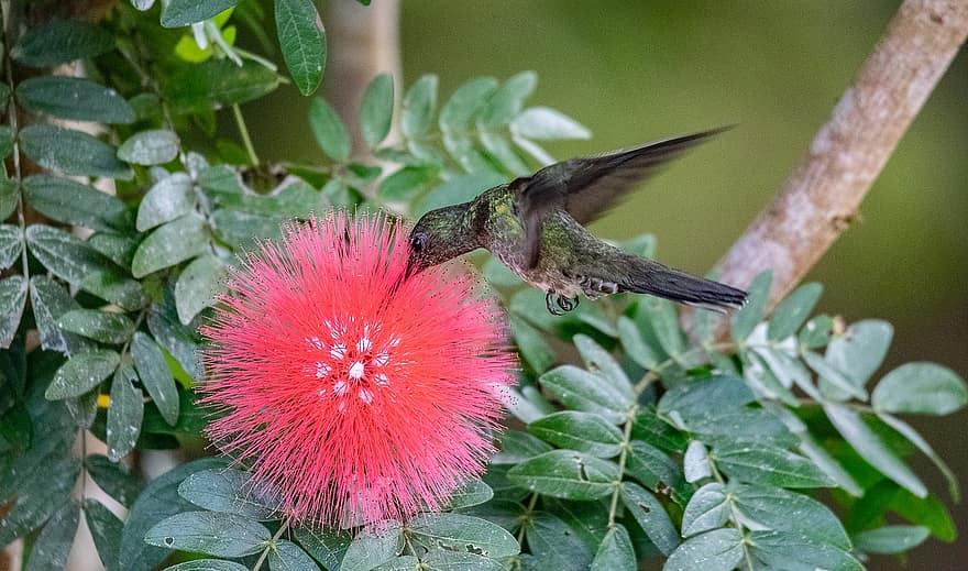 colibri, oiseau, pollinisation, vol, ailes, en volant, fleur, animal, plumes, plumage, facture