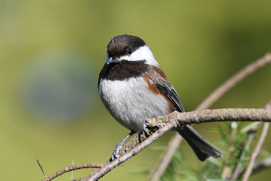 Chestnut-backed Chickadee, Chickadee, Bird, Branches, Perched, Perched Bird, Feathers, Plumage, Small Bird, Close Up, Ave