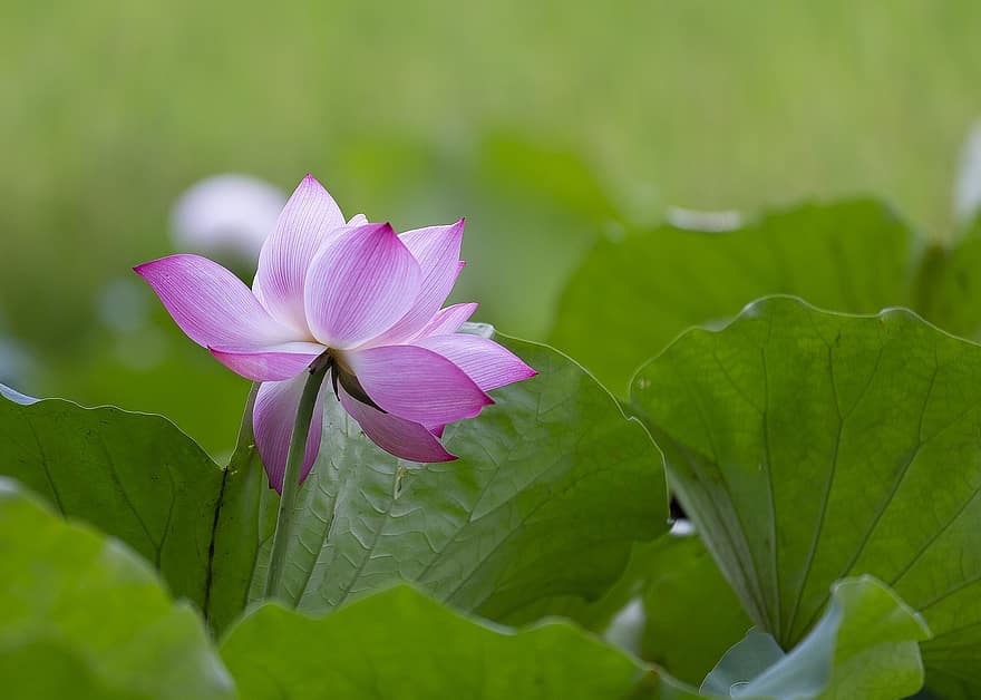lotus, blomst, rosa blomst, Lotus blomst, lotusblader, blomstre, petals, rosa petals, flora, akvatisk plante