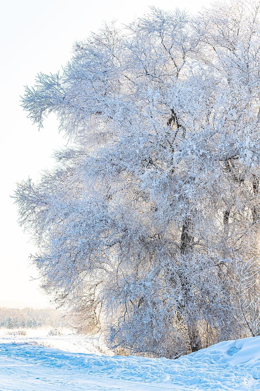 boom, sneeuw, park, weer, Bos, achtergrond, winter, natuur, vorst, seizoen, pijnboom