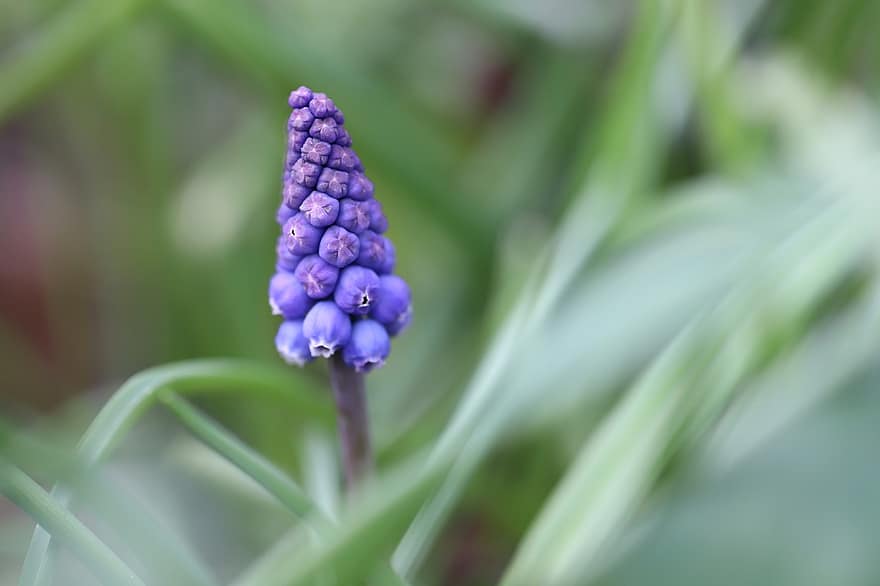 Muscari, Hyazinthe, Blume, Pflanze, blaue Blume, blühen, Flora, Frühblüher, Frühlingsblume, Vorbote des Frühlings, Frühling