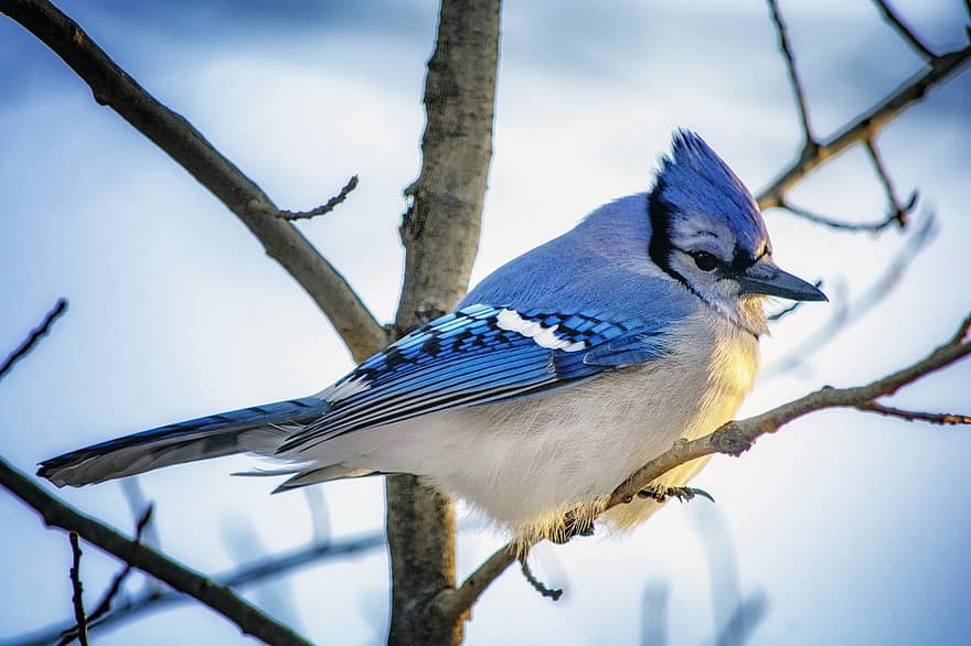 uccello blu, Bluejay, natura, piume, uccello, inverno, ramo, becco, piuma, animali allo stato selvatico, blu