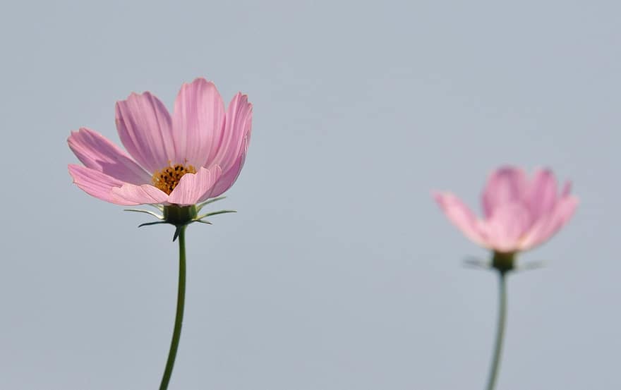 Flower, Summer, Sunlight, Nature, plant, petal, close-up, flower head, pink color, blossom, single flower