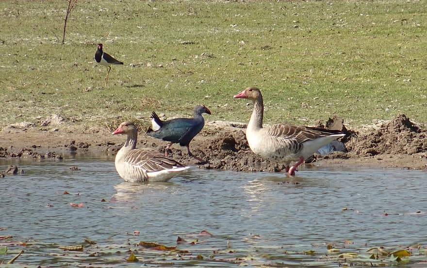 Greylag Geese, Geese, Birds, Anser Anser, Waterfowls, Water Birds, Aquatic Birds, Animal, Plumage, Migratory, Ornithology