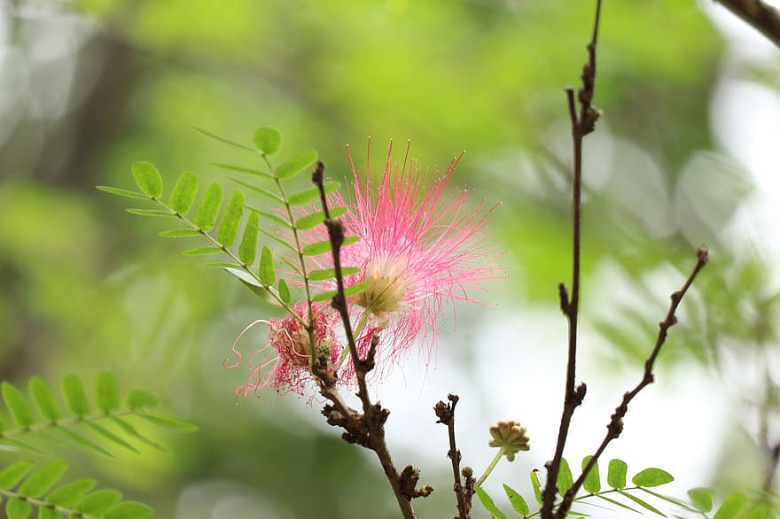 flor, flor de pinzell, Kerala, naturalesa, arbre, fulles