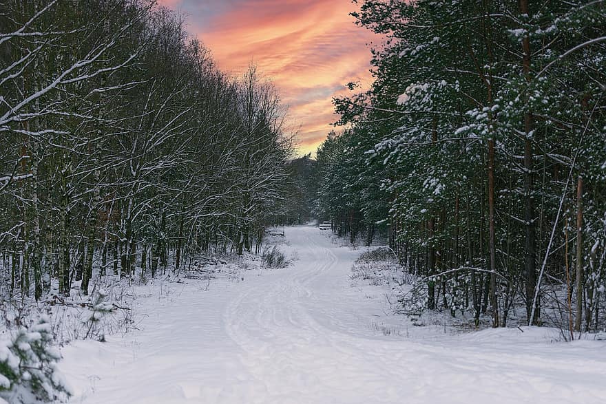 Straße, Winter, Wald, Schnee, Pfad, Frost, gefroren, Eis, kalt, Bäume, Landschaft