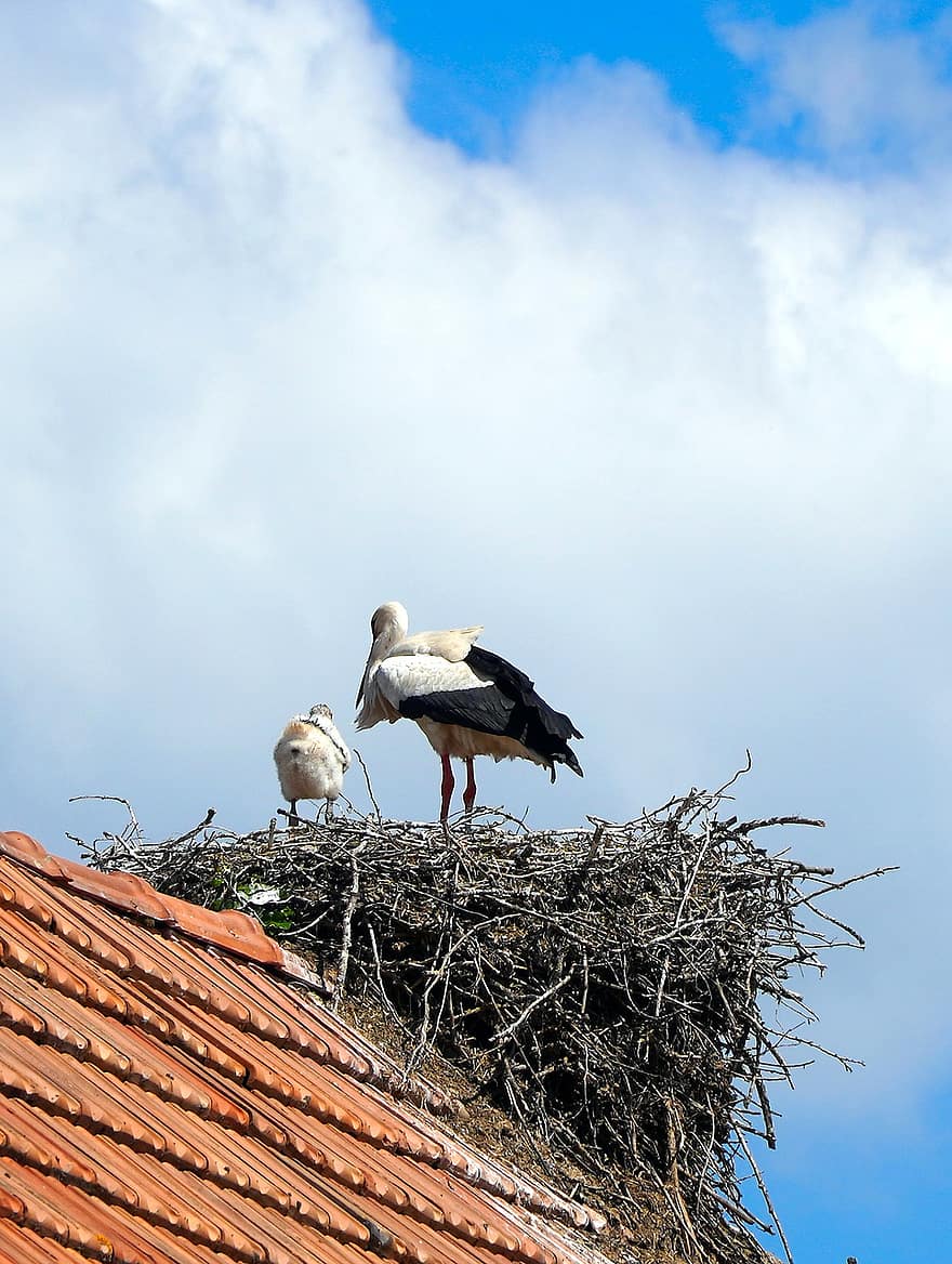 Storks, White Storks, Rattle Stork, Nest, Young Bird, animal nest, beak, blue, feather, bird's nest, white stork